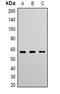 Angiopoietin 1 antibody, abx133759, Abbexa, Western Blot image 