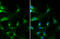 Ras-related protein Rab-35 antibody, GTX120294, GeneTex, Immunocytochemistry image 