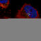 VPS26, Retromer Complex Component A antibody, AMAb90967, Atlas Antibodies, Immunocytochemistry image 
