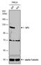 Sp3 Transcription Factor antibody, PA5-78176, Invitrogen Antibodies, Western Blot image 