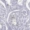 Phosphoglycerate kinase 2 antibody, HPA073644, Atlas Antibodies, Immunohistochemistry paraffin image 