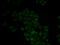 Cathepsin E antibody, 18-763, ProSci, Immunofluorescence image 