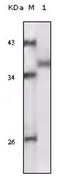 Ribosomal Protein S6 Kinase A1 antibody, AM06174SU-N, Origene, Western Blot image 