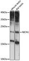 Nicolin 1 antibody, LS-C750499, Lifespan Biosciences, Western Blot image 