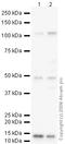 TNF Receptor Superfamily Member 11b antibody, ab73400, Abcam, Western Blot image 