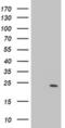 Proteasome subunit beta type-9 antibody, MA5-25887, Invitrogen Antibodies, Western Blot image 