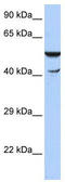 HSPB1 Associated Protein 1 antibody, TA345389, Origene, Western Blot image 