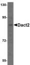 Dishevelled Binding Antagonist Of Beta Catenin 2 antibody, MBS150212, MyBioSource, Western Blot image 