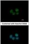 Spermatogenesis And Oogenesis Specific Basic Helix-Loop-Helix 2 antibody, PA5-30658, Invitrogen Antibodies, Immunofluorescence image 