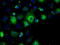 Serine/threonine-protein phosphatase 5 antibody, TA500592, Origene, Immunofluorescence image 