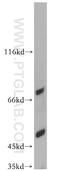 Bestrophin 3 antibody, 20443-1-AP, Proteintech Group, Western Blot image 