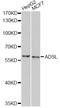 Adenylosuccinate Lyase antibody, A6278, ABclonal Technology, Western Blot image 