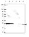 RAB11A, Member RAS Oncogene Family antibody, HPA060686, Atlas Antibodies, Western Blot image 