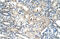 Pre-MRNA Processing Factor 19 antibody, 29-843, ProSci, Enzyme Linked Immunosorbent Assay image 