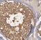 Histone Deacetylase 6 antibody, FNab03803, FineTest, Immunohistochemistry frozen image 