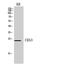 Leukocyte surface antigen CD53 antibody, GTX34220, GeneTex, Western Blot image 