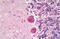 ERK8 antibody, MBS244075, MyBioSource, Immunohistochemistry frozen image 