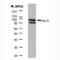 Programmed Cell Death 6 Interacting Protein antibody, MCA2493, Bio-Rad (formerly AbD Serotec) , Immunoprecipitation image 