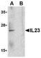 Interleukin 23 Subunit Alpha antibody, TA306314, Origene, Western Blot image 