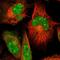 Acidic Residue Methyltransferase 1 antibody, HPA003004, Atlas Antibodies, Immunofluorescence image 