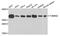 Mitochondrial import receptor subunit TOM34 antibody, PA5-76168, Invitrogen Antibodies, Western Blot image 