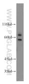 Seryl-TRNA Synthetase antibody, 15162-1-AP, Proteintech Group, Western Blot image 