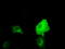 RalA Binding Protein 1 antibody, TA500952, Origene, Immunofluorescence image 