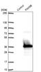 Family With Sequence Similarity 9 Member B antibody, NBP1-89431, Novus Biologicals, Western Blot image 