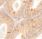 Spermatogenesis-associated protein 4 antibody, 6553, ProSci, Immunohistochemistry frozen image 