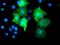 Osm antibody, MA5-25668, Invitrogen Antibodies, Immunocytochemistry image 