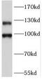 Metabotropic glutamate receptor 2 antibody, FNab05167, FineTest, Western Blot image 