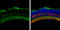 Activin A Receptor Type 1 antibody, GTX107815, GeneTex, Immunohistochemistry frozen image 
