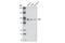 Flk antibody, 4268S, Cell Signaling Technology, Western Blot image 