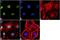 Bruton Tyrosine Kinase antibody, 720065, Invitrogen Antibodies, Immunofluorescence image 