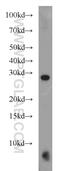 BCL2 Antagonist/Killer 1 antibody, 14673-1-AP, Proteintech Group, Western Blot image 