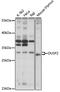 Dual Specificity Phosphatase 2 antibody, 16-573, ProSci, Western Blot image 