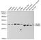 Dehydrogenase/Reductase 2 antibody, 22-229, ProSci, Western Blot image 