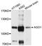 Argonaute RISC Component 1 antibody, A6022, ABclonal Technology, Western Blot image 
