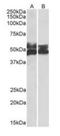 Fc Receptor Like 1 antibody, orb233660, Biorbyt, Western Blot image 