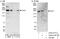 GLI Family Zinc Finger 3 antibody, A303-417A, Bethyl Labs, Immunoprecipitation image 