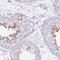 Acrosin antibody, NBP2-14260, Novus Biologicals, Immunohistochemistry frozen image 