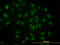 S-Phase Kinase Associated Protein 1 antibody, LS-C198204, Lifespan Biosciences, Immunofluorescence image 