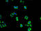 Cyclin Dependent Kinase 5 antibody, A50121-100, Epigentek, Immunofluorescence image 