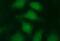 Leucine Zipper And CTNNBIP1 Domain Containing antibody, MA5-26212, Invitrogen Antibodies, Immunocytochemistry image 