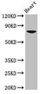 PR domain zinc finger protein 13 antibody, LS-C674080, Lifespan Biosciences, Western Blot image 