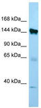 Elastin Microfibril Interfacer 1 antibody, TA338114, Origene, Western Blot image 