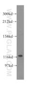 Valyl-TRNA Synthetase antibody, 15776-1-AP, Proteintech Group, Western Blot image 