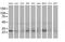 Eukaryotic Translation Initiation Factor 4E Family Member 2 antibody, MA5-25419, Invitrogen Antibodies, Western Blot image 
