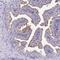 Transmembrane Serine Protease 2 antibody, NBP2-38263, Novus Biologicals, Immunohistochemistry frozen image 