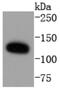 Bmk1 antibody, NBP2-67802, Novus Biologicals, Western Blot image 